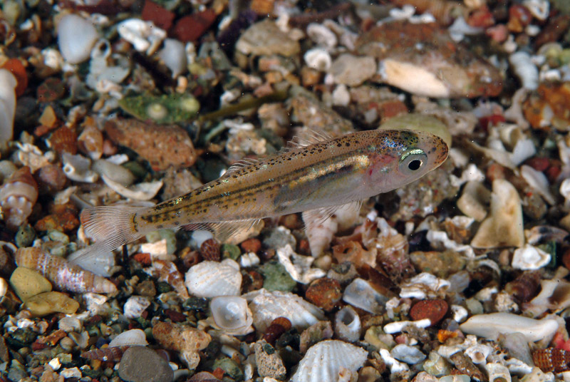 juvenile Sarpa salpa